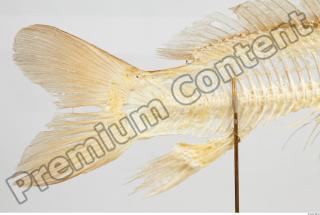 Carp - Ciprinus carpio 0008